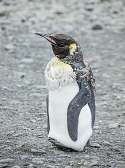 A juvenile king penguin moulting out its brown chick down and growing its first dark grey and white adult feathers