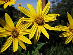 Jerusalem artichoke flowers