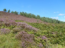 Young Scots pines planted by Trees for Life on the heather moors at Corrimony