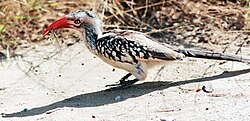 Southern red-billed hornbill with a captured dragonfly in its bill