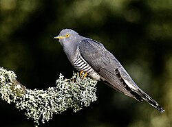 Common cuckoo (Cuculus canorus)