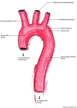 Major aorta anatomy displaying ascending aorta, brachiocephalic trunk, left common carotid artery, left subclavian artery, aortic isthmus, aortic arch, and descending thoracic aorta