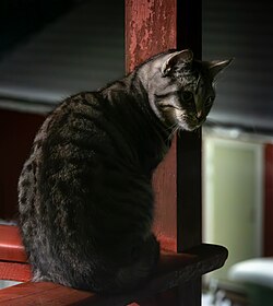 Photo of a cat sitting on a balcony ledge. Its coat is grey with black stripes and some white in its undercoat.