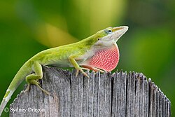 Pink dewlap on an Anolis carolinensis lizard