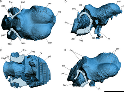 Brain endocast of Allkaruen