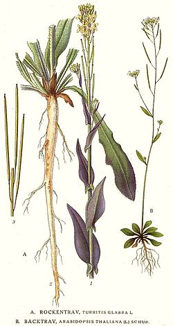 Botanical illustration