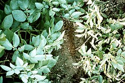 Genetically modified potato plants (left) resist virus diseases that damage unmodified plants (right).
