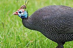 Helmeted guineafowl (Numida meleagris)