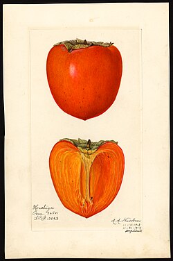 Japanese persimmon (cultivar 'Hachiya') from the Pomological Watercolor Collection, 1913