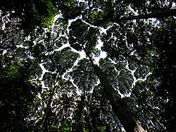 The canopy at the Forest Research Institute Malaysia showing crown shyness