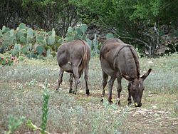 Feral donkeys