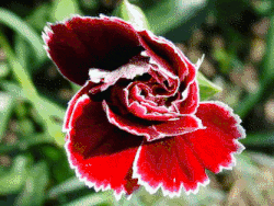 The flowers of many species of Angiosperm have evolved to attract and reward a single or a few pollinator species (insects, birds, mammals). Their wide diversity of form, colour, fragrance and presence of nectar is, in many cases, the result of coevolution with the pollinator species. This dependency on its pollinator species also acts as a reproductive isolation barrier.