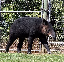 A mountain tapir, the woolliest and most threatened species of tapir