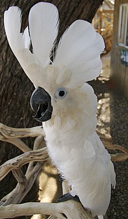 A white cockatoo, also called the umbrella cockatoo from the shape of its crest