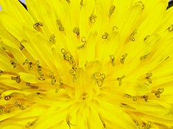 Dandelion bilobed stigma bearing pollen