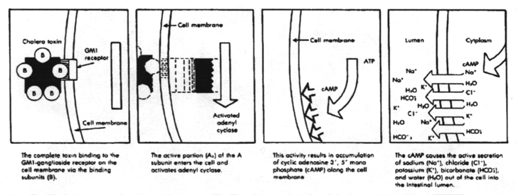 Cholera toxin interrupting regulation of adenyl cyclase inside the cell causing efflux of water and sodium into the intestinal lumen