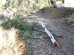 Fallen E. camaldulensis limbs on a walking track