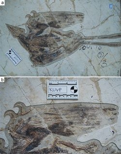 Specimen with close-up of primary feathers; note the shortened outer tenth primary