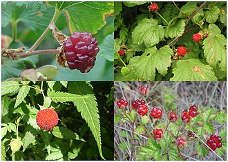 The fruit of four species of raspberry. Clockwise from top left: boulder raspberry, Korean raspberry, Australian native raspberry, and Mauritius raspberry.