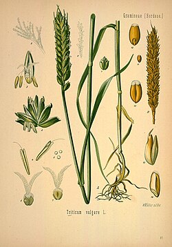 A: Plant; B ripe ear of corn; 1 spikelet before flowering; 2 the same, flowering and spread, enlarged; 3 flowers with glumes; 4 stamens; 5 pollen; 6 and 7 ovaries with juice scales; 8 and 9 parts of the scar; 10 fruit husks; 11, 12, 13 seeds, natural size and enlarged; 14 the same cut up, enlarged.