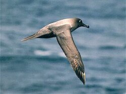 Light-mantled albatrosses regularly dive to feed, and can dive to below 12 m (39 ft).