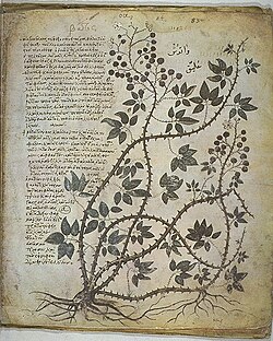 Blackberry from the 6th-century Vienna Dioscurides manuscript