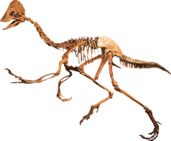 Anzu wyliei skeleton cast in the Rocky Mountain Dinosaur Resource Center in Woodland Park, Colorado