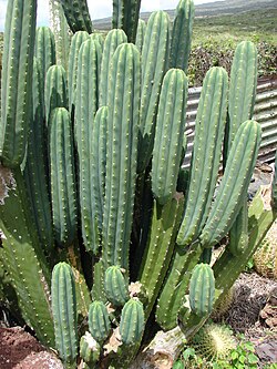 Echinopsis pachanoi, the San Pedro cactus