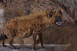 Cave hyena (Crocuta crocuta spelaea) reconstruction