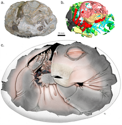 Preserved embryo of dicynodont therapsid Lystrosaurus from the Early Triassic of South Africa, with life restoration showing embryo curled up in inferred (but unpreserved) egg