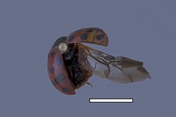 A Harmonia axyridis collected from a flowering plant in Haddock, Georgia. Scale bar represents 1 cm (approx. ⅜ inch).[1]