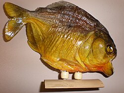 A souvenir piranha