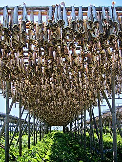 Stockfish has been exported from Lofoten in Norway for at least 1,000 years.