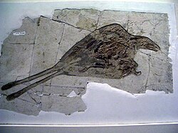 Confuciusornis sanctus with "rod"-type pygostyle and the two central tail feathers