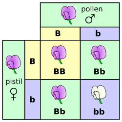 Punnett square depicting a cross between two pea plants heterozygous for purple (B) and white (b) blossoms