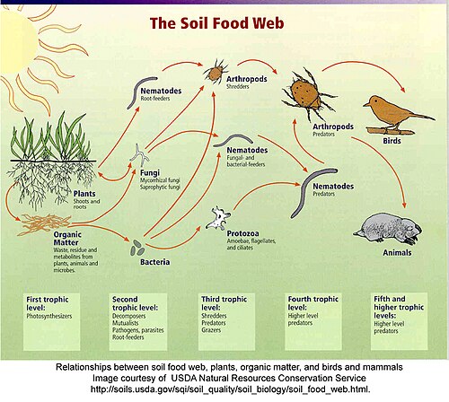 An illustration of a soil food web.