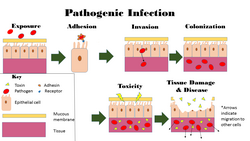 This image depicts the steps of pathogenic infection.[16]