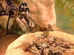 A nesting ground of the hadrosaur Maiasaura peeblesorum was discovered in 1978