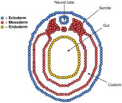 Diagram depicting a cross section of a deuterostome (vertebrate) embryo in the neurula stage. The location of the coelom is indicated.