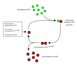 Heterodimer model of prion propagation