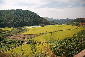 Cultivated fields in Gyeongju, South Korea (2006), display intensive use of land, dominated by the rice crop.