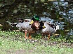 Two male mallards (Anas platyrhynchos)