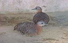 The variegated tinamou has an asymmetrical sex ratio, with more females than males