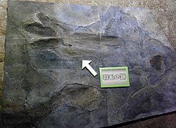 Cast in Japan of a resting trace from Massachusetts, which was argued to have been made by a theropod like Dilophosaurus and to include feather impressions around the belly (arrow), but that has been questioned.