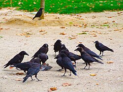 Scavenging around a dead bird in Paris, France