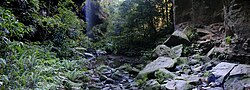 Rainforest in the Blue Mountains, Australia