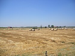 Wheat fields in province of Reggio Emilia