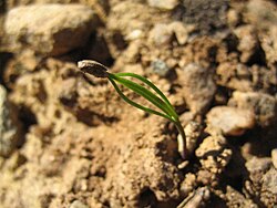 Seedling of a Scots pine