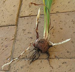 Stolons growing from nodes from a corm of Crocosmia