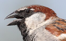 Male house sparrow in Germany